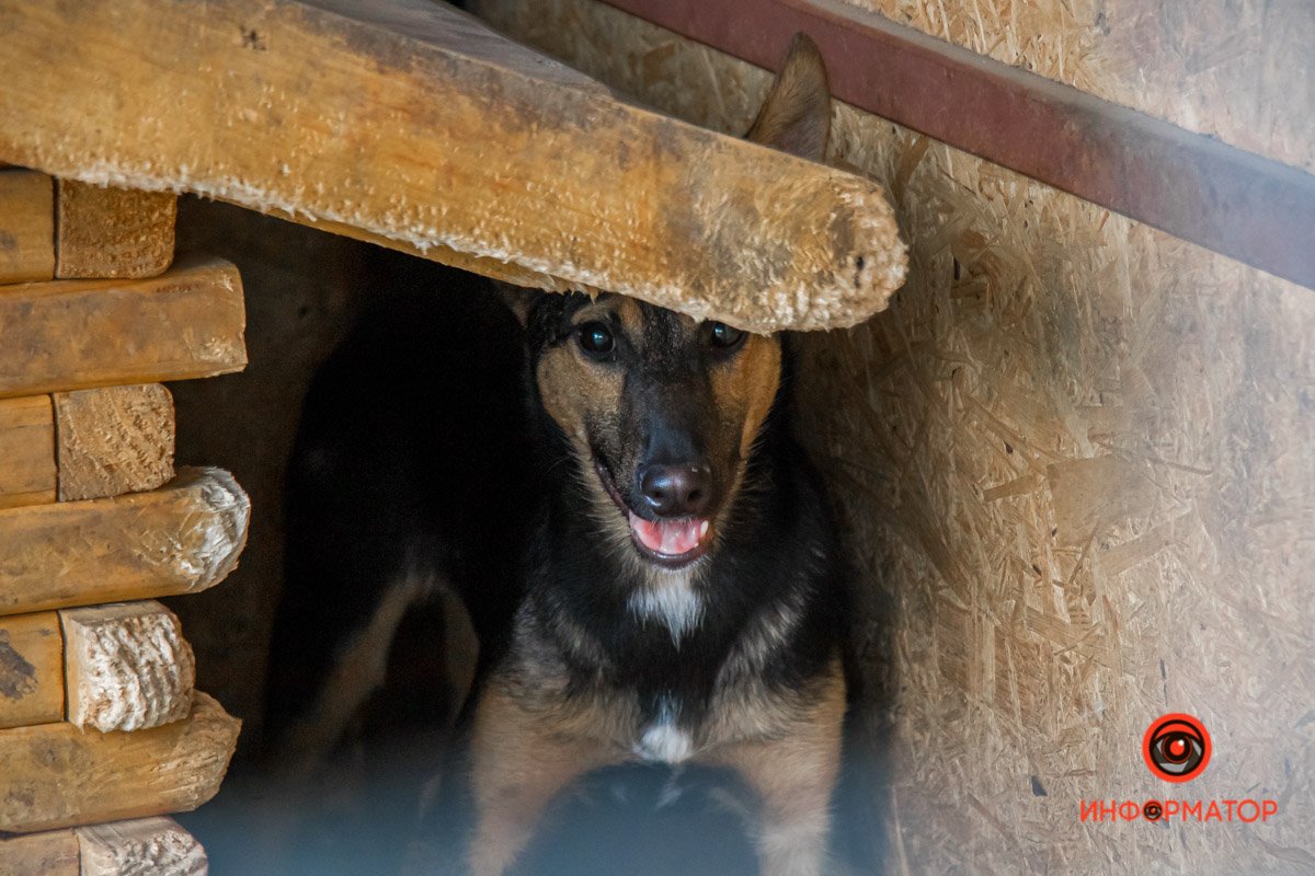 У любви четыре лапы: как живет приют для хвостатых под Днепром 8