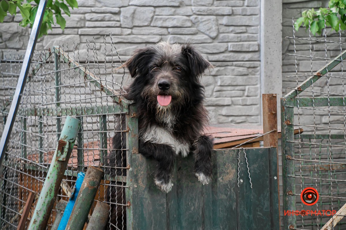 У любви четыре лапы: как живет приют для хвостатых под Днепром 9