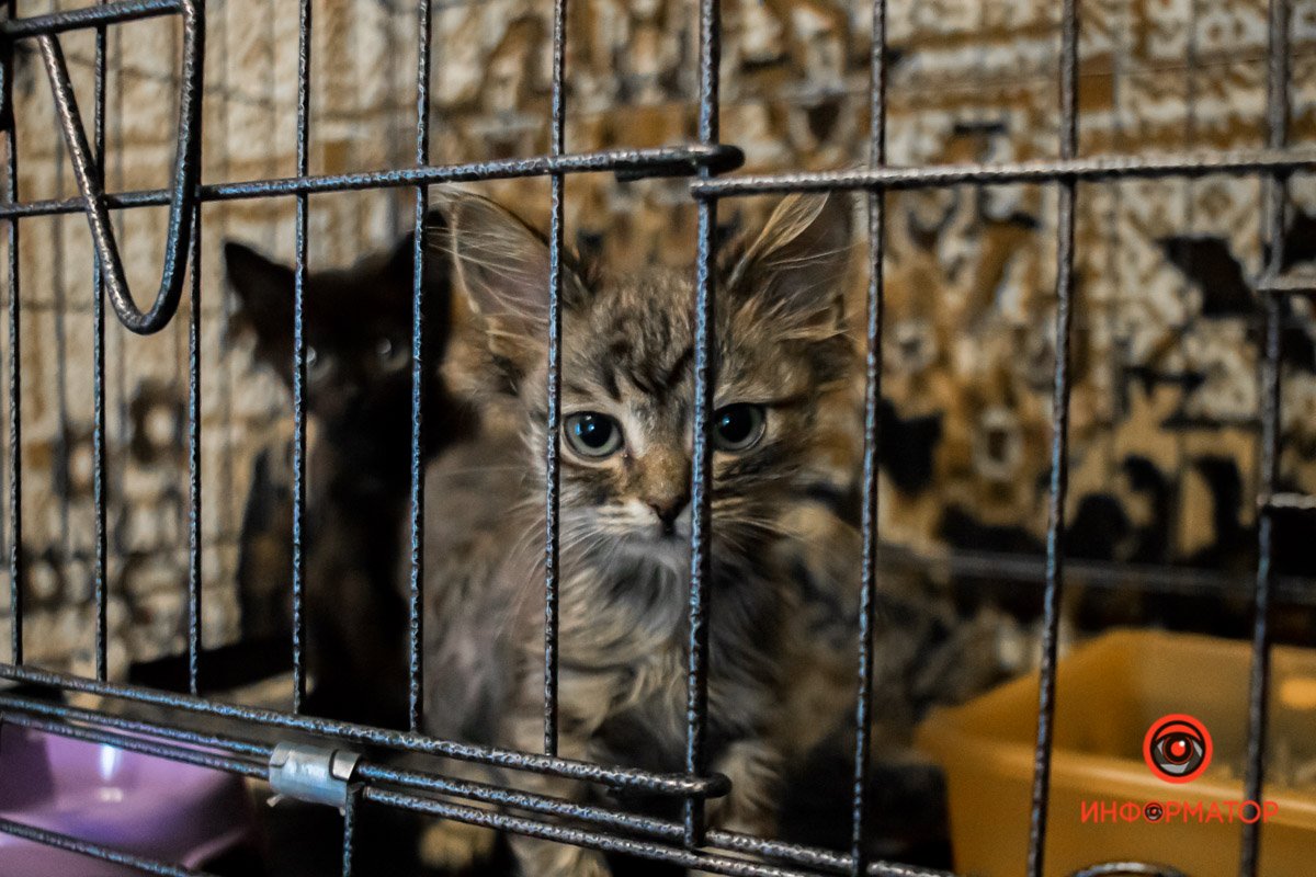 У любви четыре лапы: как живет приют для хвостатых под Днепром 10