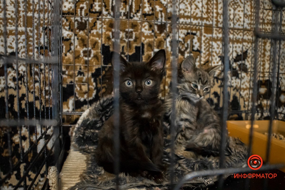 У любви четыре лапы: как живет приют для хвостатых под Днепром 11