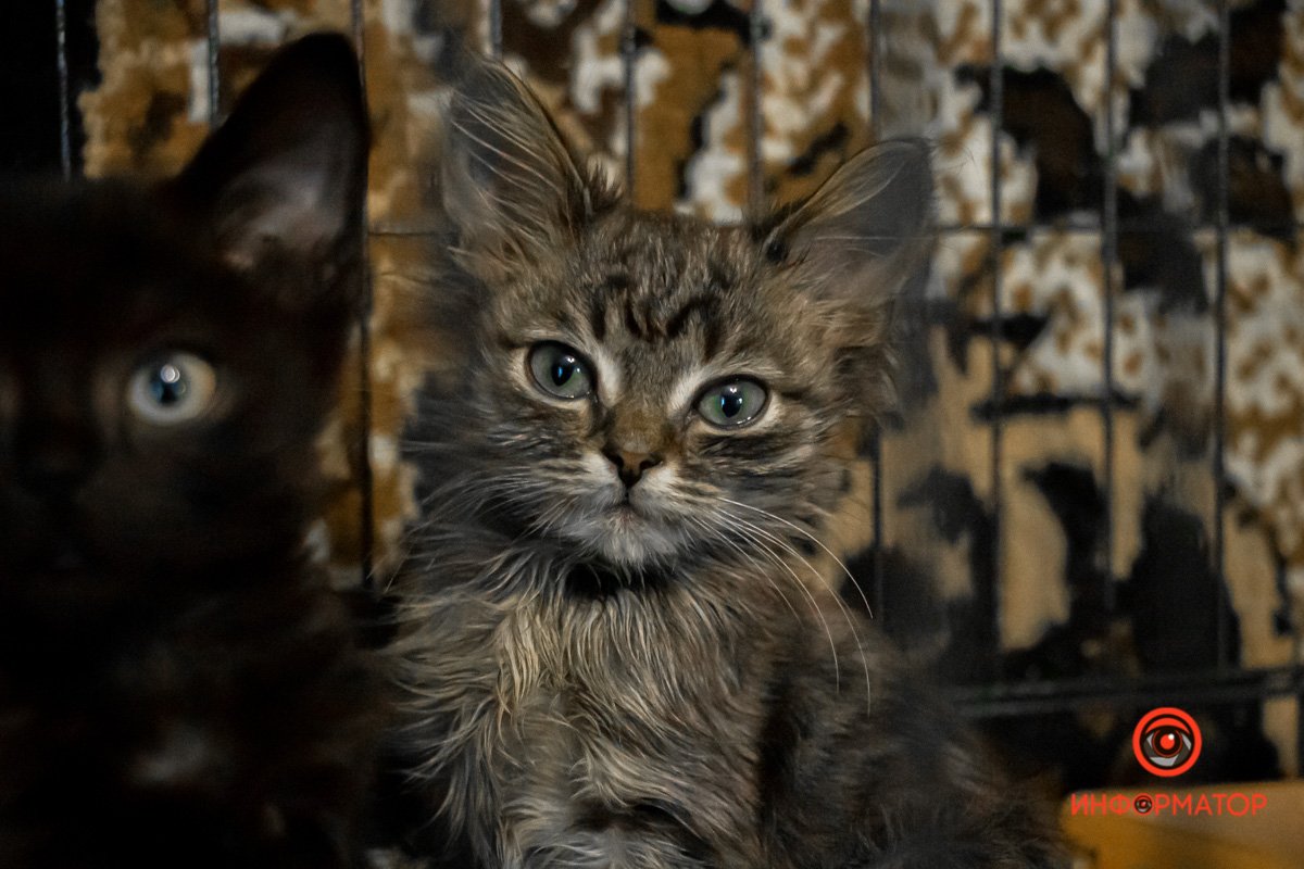 У любви четыре лапы: как живет приют для хвостатых под Днепром 12