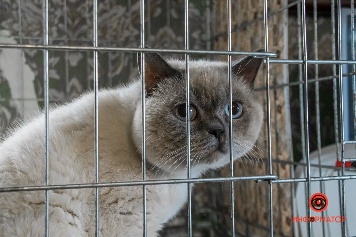 У любви четыре лапы: как живет приют для хвостатых под Днепром 13