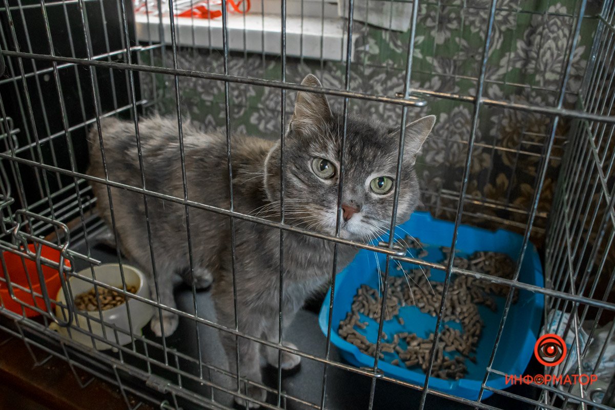 У любви четыре лапы: как живет приют для хвостатых под Днепром 14