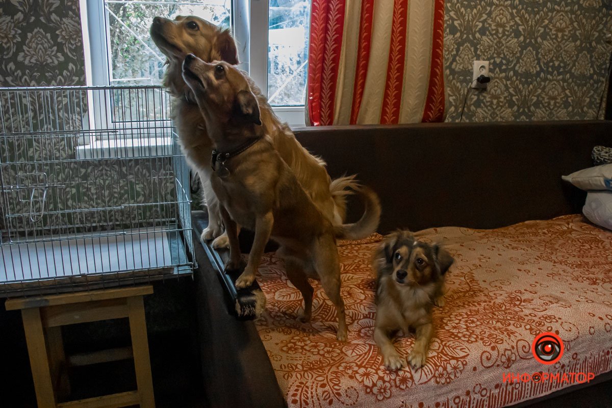 У любви четыре лапы: как живет приют для хвостатых под Днепром 15