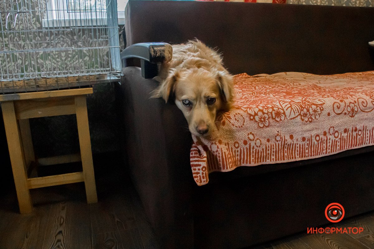У любви четыре лапы: как живет приют для хвостатых под Днепром 16