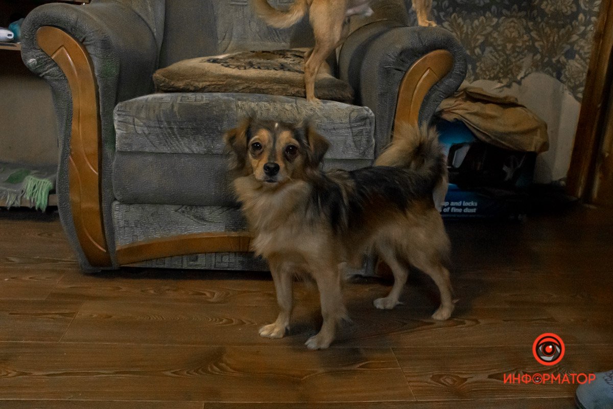 У любви четыре лапы: как живет приют для хвостатых под Днепром 17