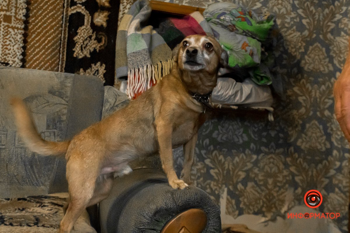 У любви четыре лапы: как живет приют для хвостатых под Днепром 18