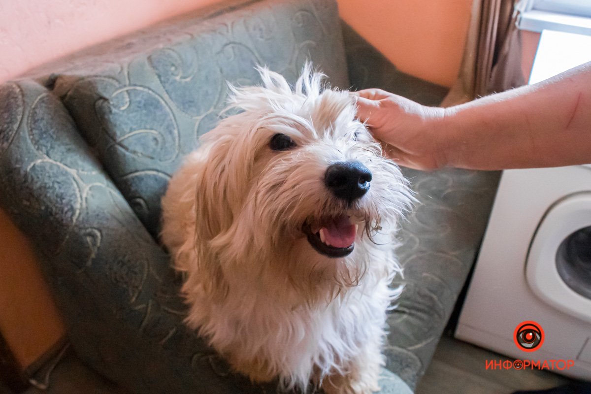 У любви четыре лапы: как живет приют для хвостатых под Днепром 19