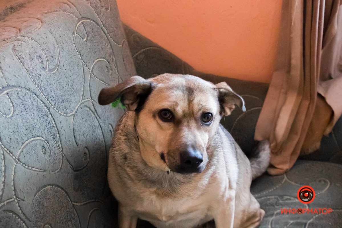 У любви четыре лапы: как живет приют для хвостатых под Днепром 20