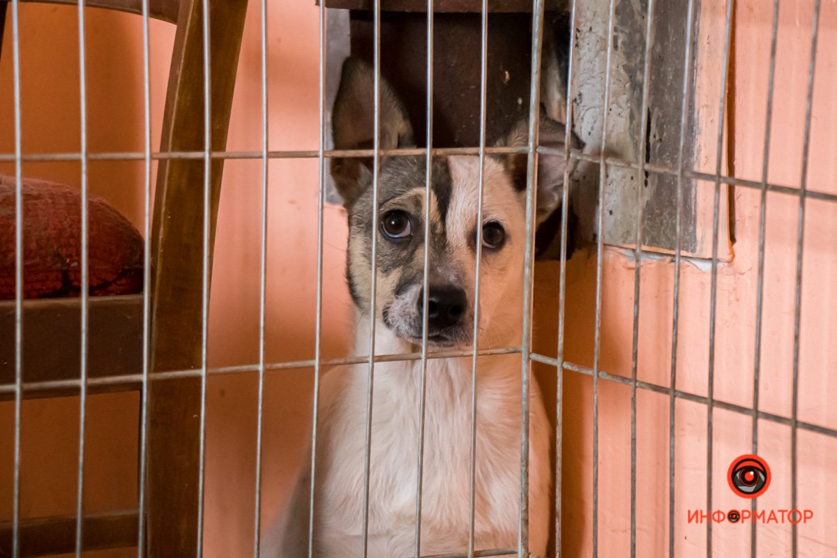 У любви четыре лапы: как живет приют для хвостатых под Днепром 21