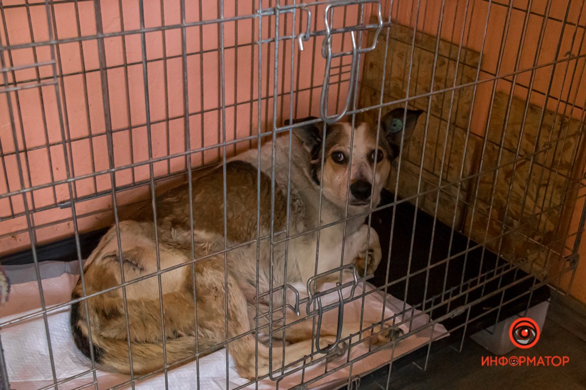 У любви четыре лапы: как живет приют для хвостатых под Днепром 22