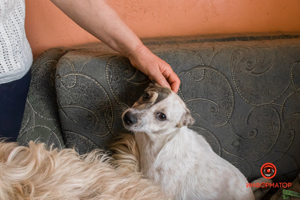 У любви четыре лапы: как живет приют для хвостатых под Днепром 23