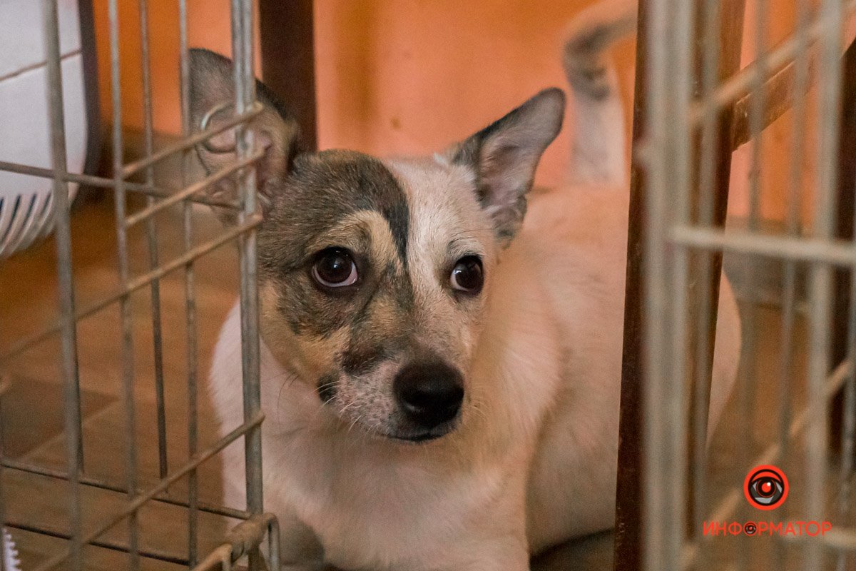 У любви четыре лапы: как живет приют для хвостатых под Днепром 24