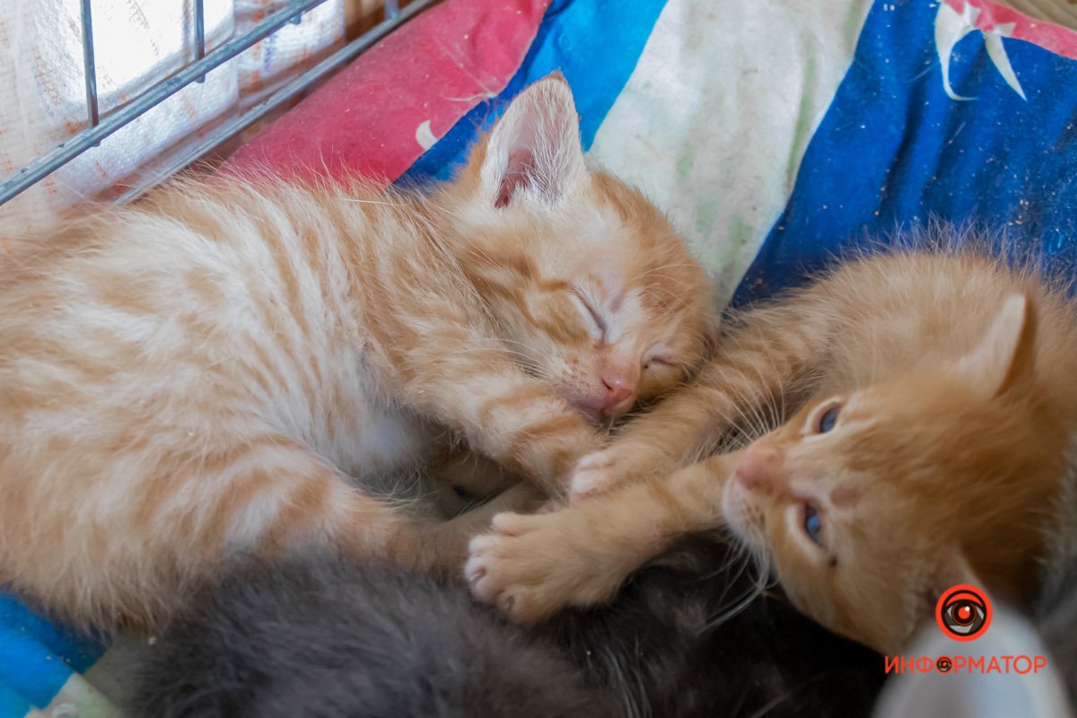 У любви четыре лапы: как живет приют для хвостатых под Днепром 25