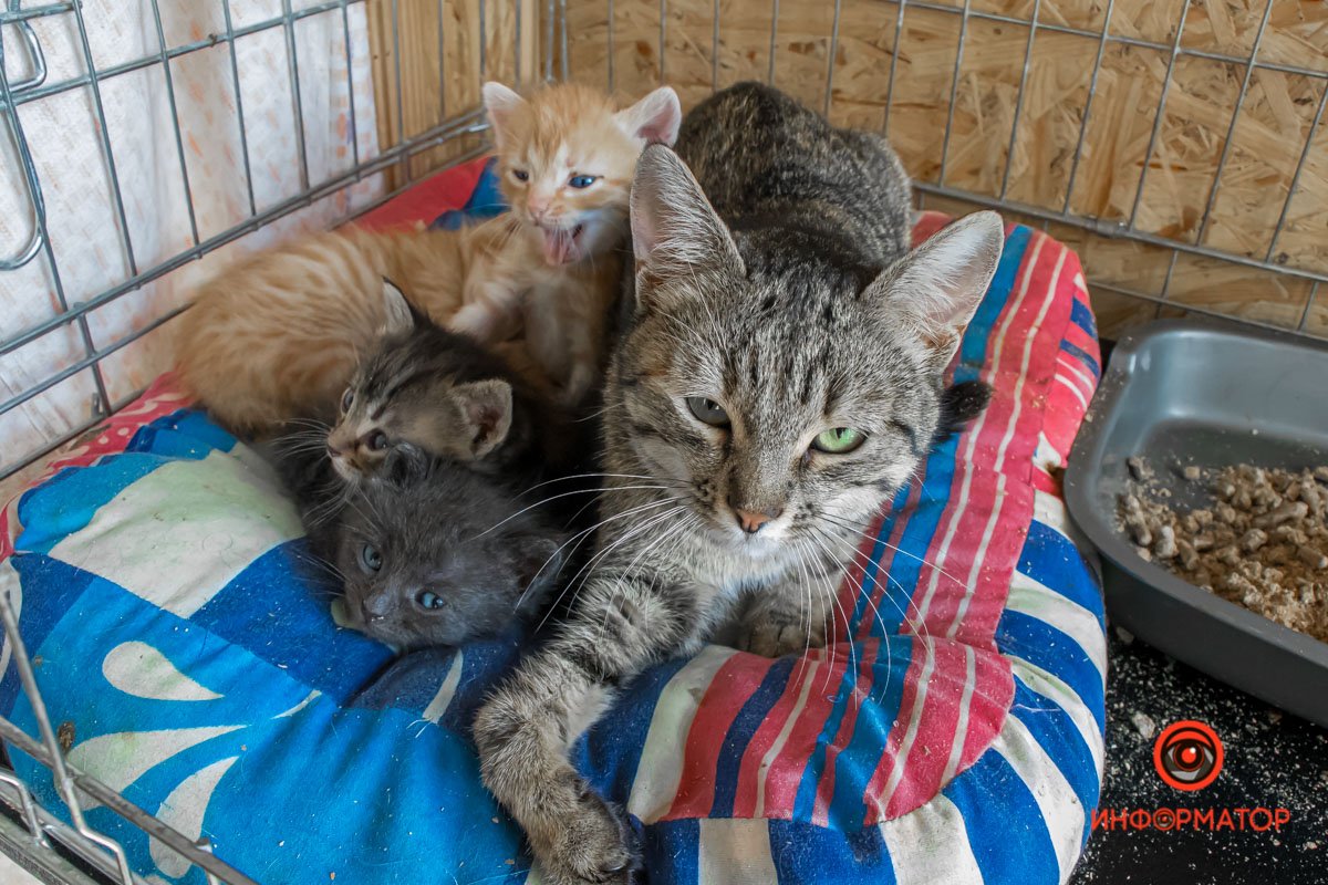 У любви четыре лапы: как живет приют для хвостатых под Днепром 26