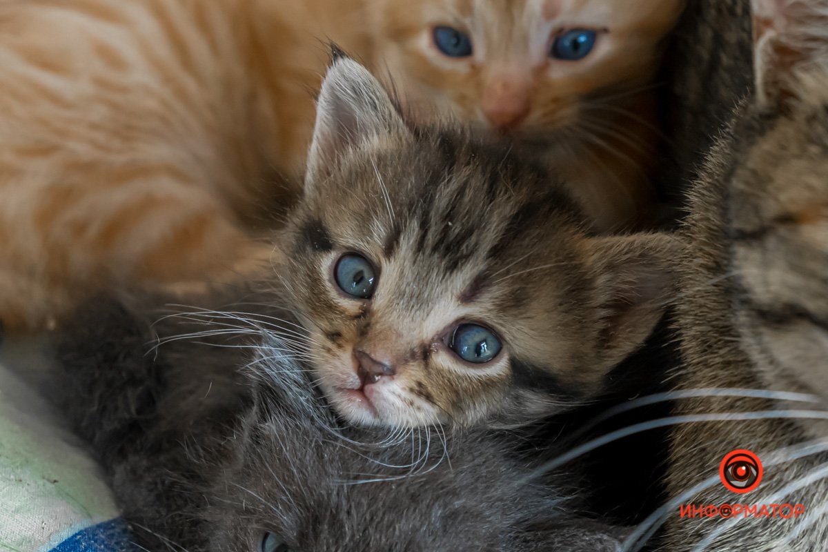 У любви четыре лапы: как живет приют для хвостатых под Днепром 27