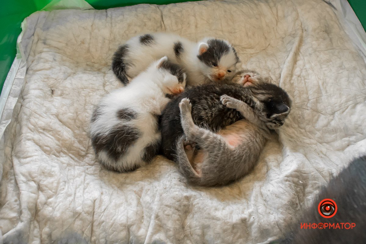 У любви четыре лапы: как живет приют для хвостатых под Днепром 28