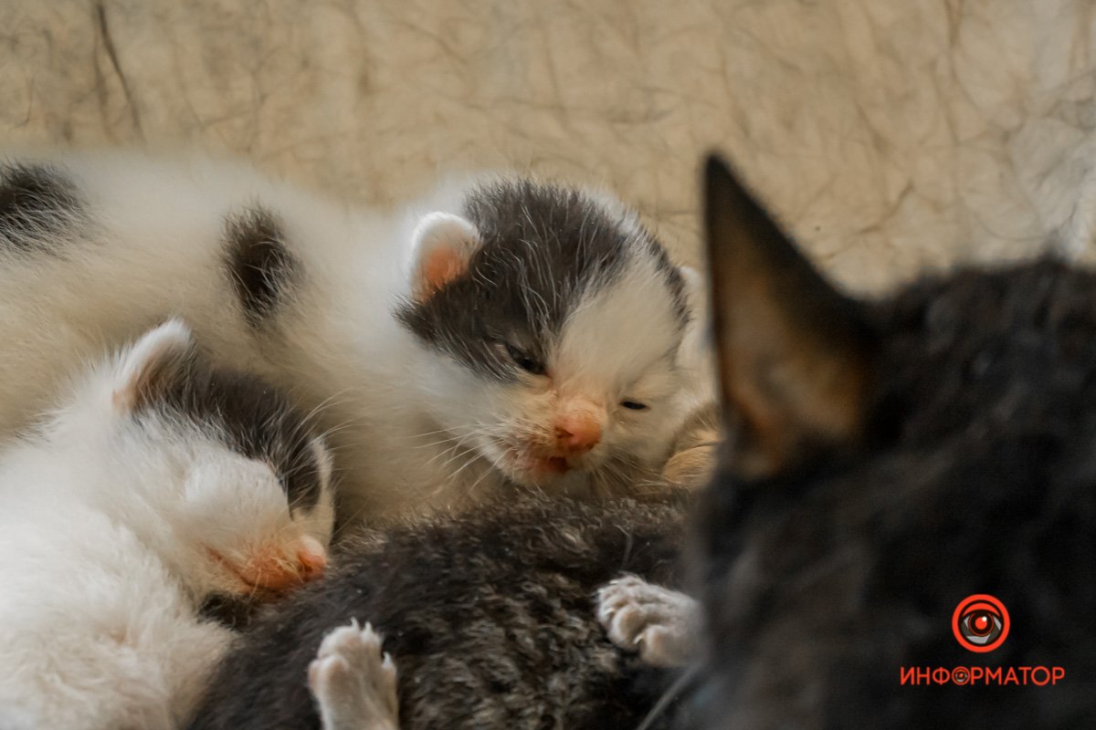 У любви четыре лапы: как живет приют для хвостатых под Днепром 29