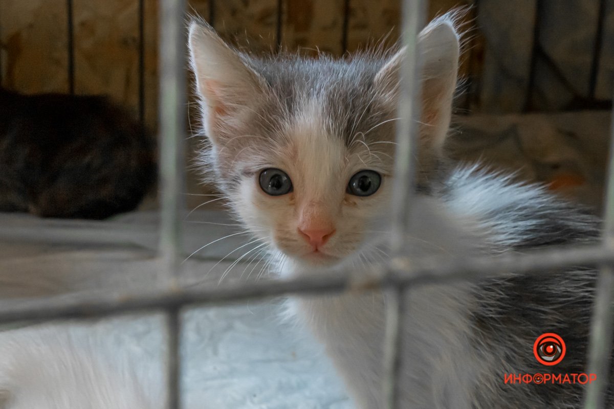 У любви четыре лапы: как живет приют для хвостатых под Днепром 30