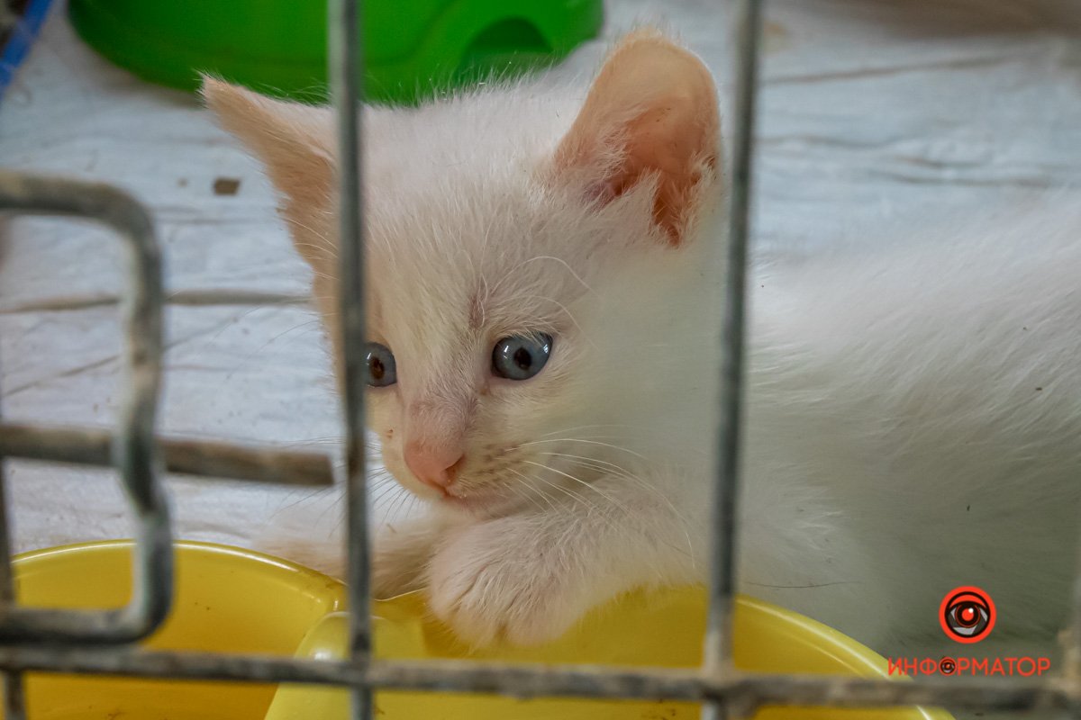 У любви четыре лапы: как живет приют для хвостатых под Днепром 31