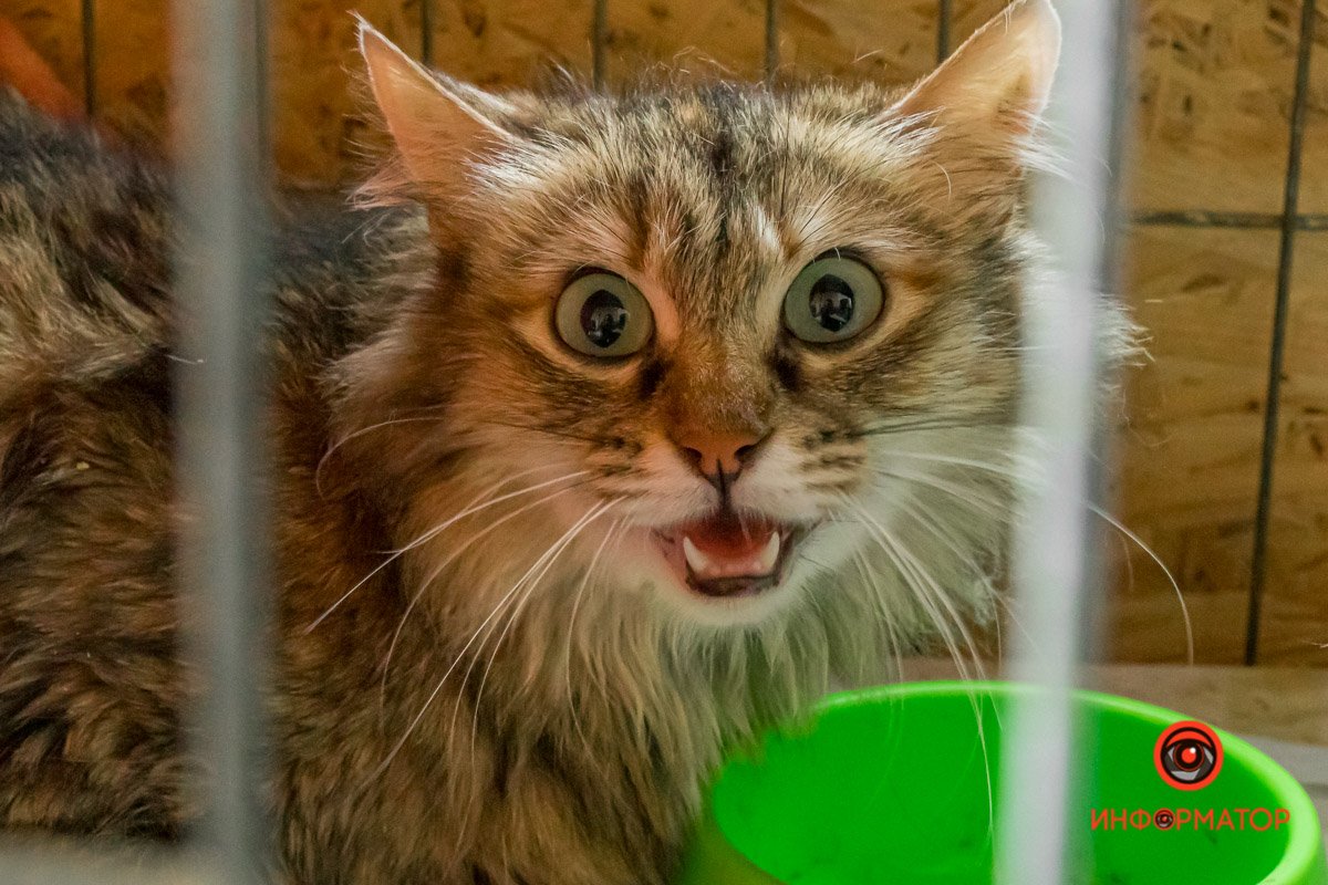 У любви четыре лапы: как живет приют для хвостатых под Днепром 32