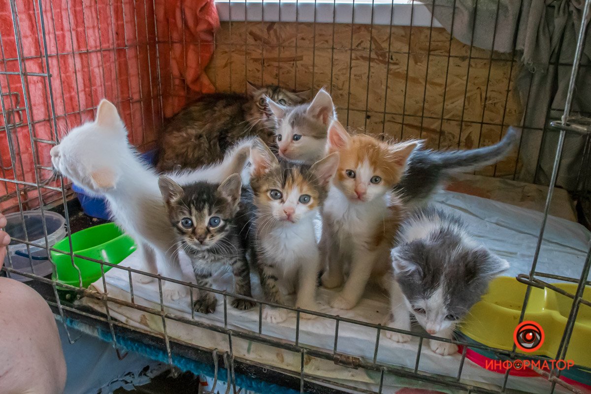 У любви четыре лапы: как живет приют для хвостатых под Днепром 33