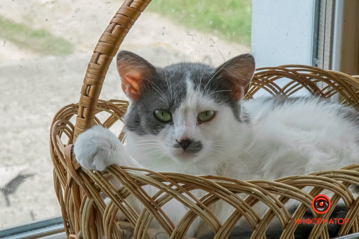 У любви четыре лапы: как живет приют для хвостатых под Днепром 34