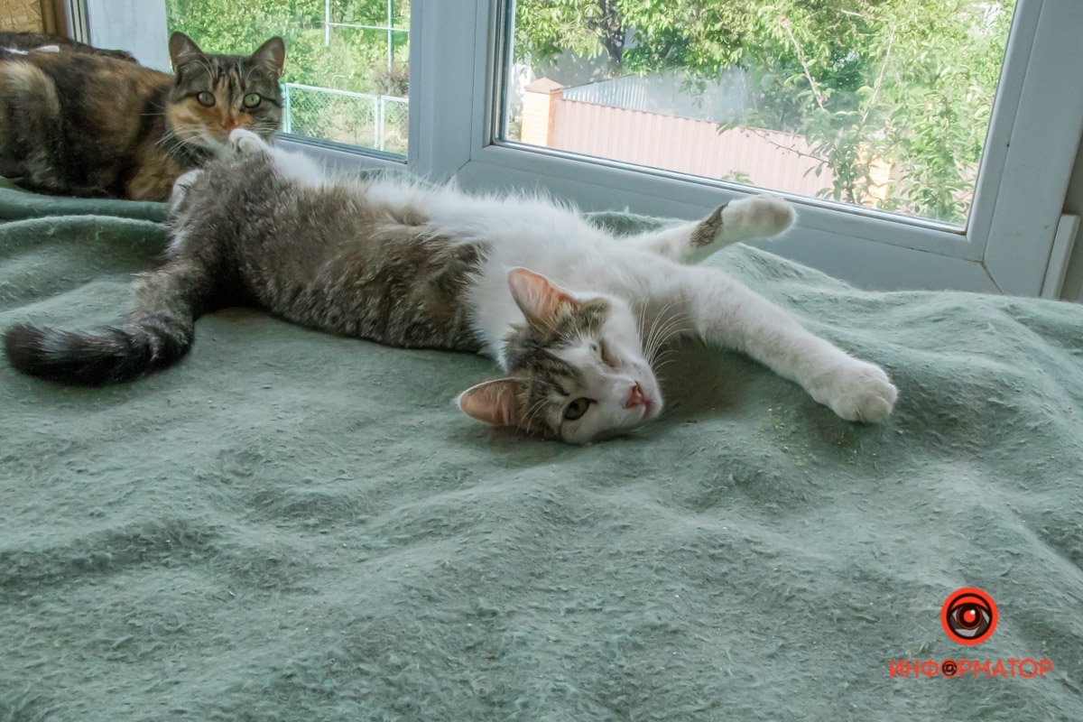 У любви четыре лапы: как живет приют для хвостатых под Днепром 35