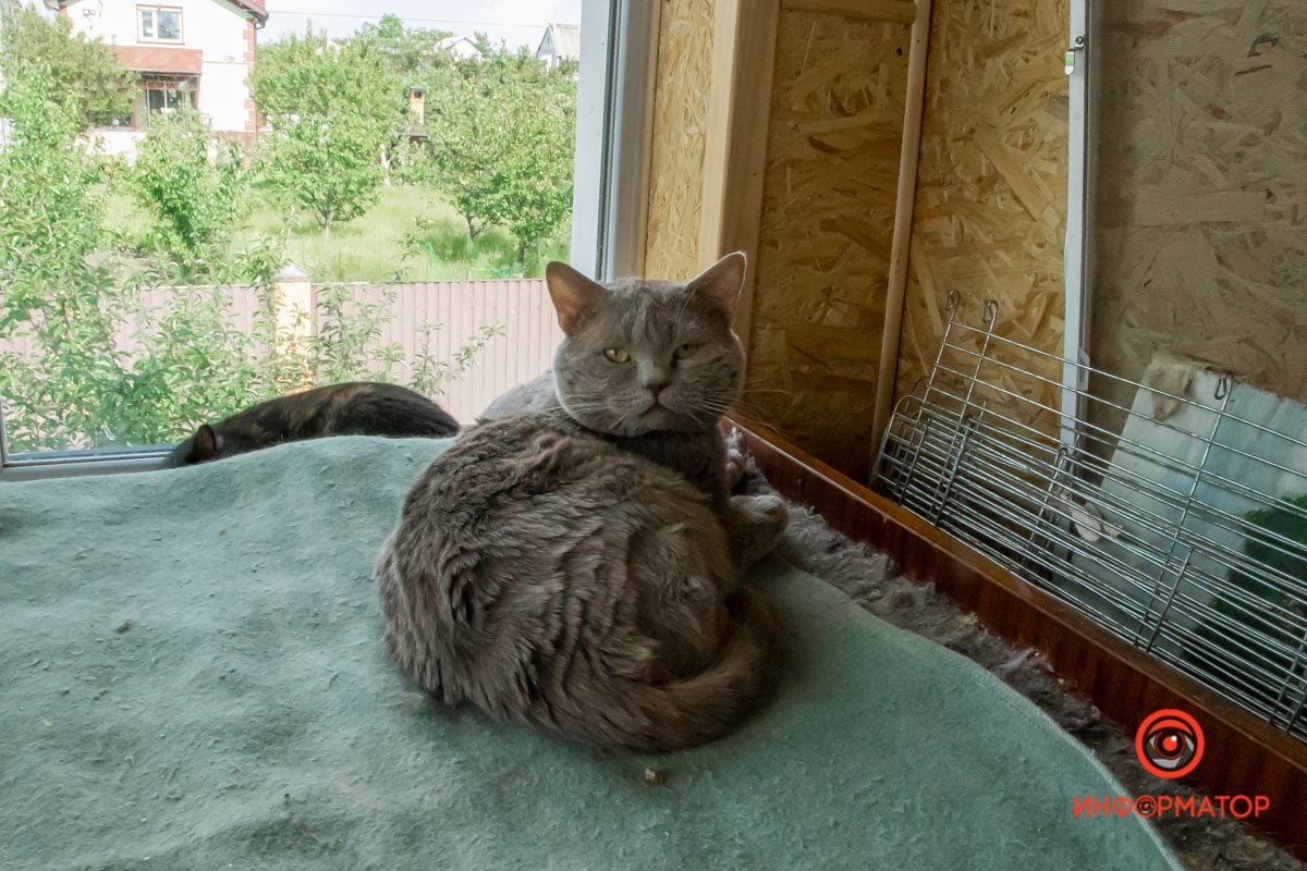 У любви четыре лапы: как живет приют для хвостатых под Днепром 36