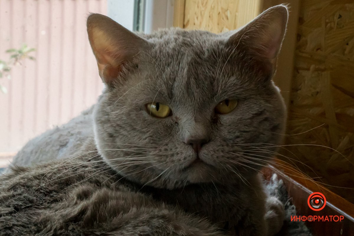 У любви четыре лапы: как живет приют для хвостатых под Днепром 37