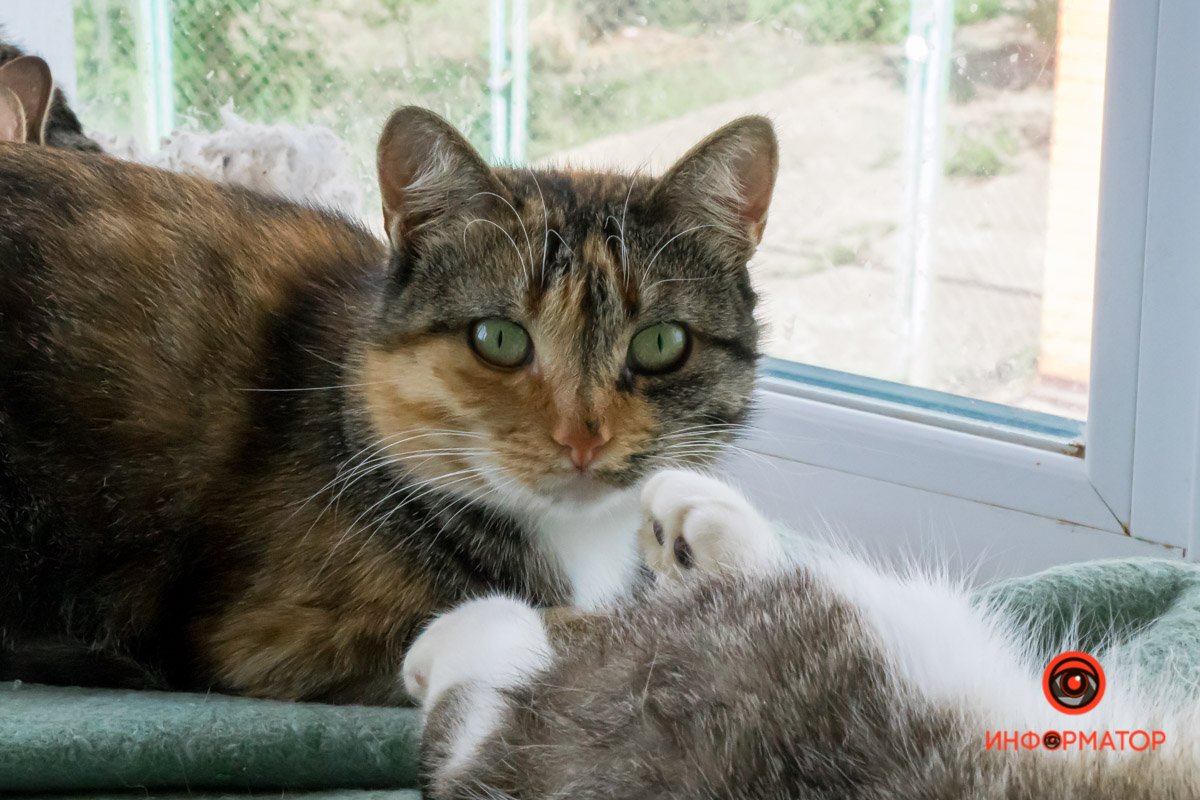 У любви четыре лапы: как живет приют для хвостатых под Днепром 38