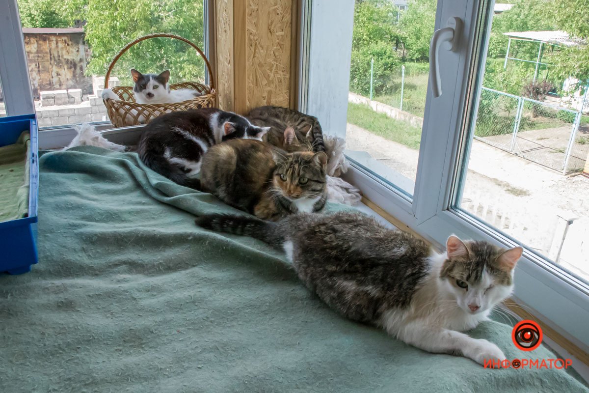 У любви четыре лапы: как живет приют для хвостатых под Днепром 39