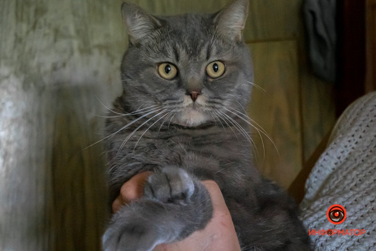 У любви четыре лапы: как живет приют для хвостатых под Днепром 40