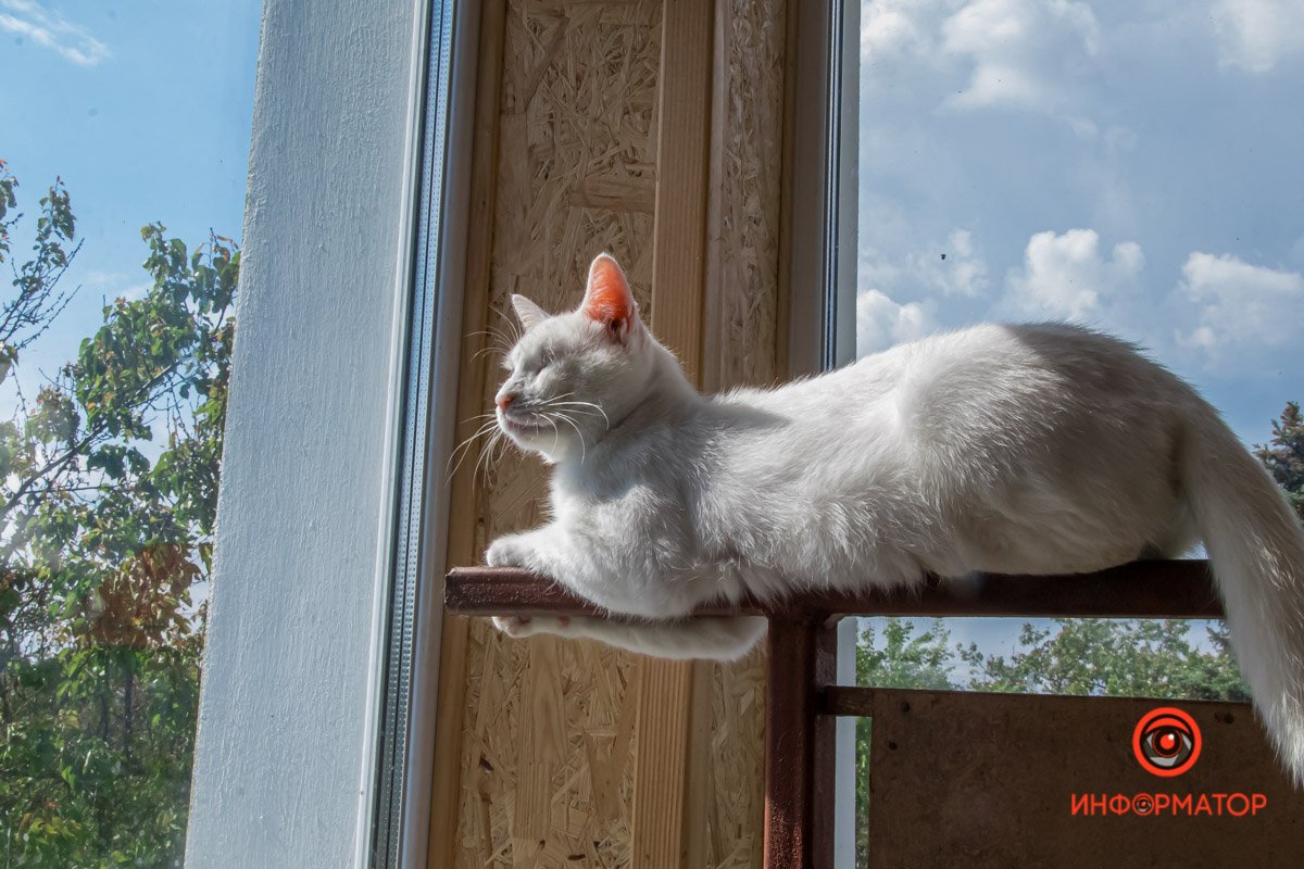 У любви четыре лапы: как живет приют для хвостатых под Днепром 41