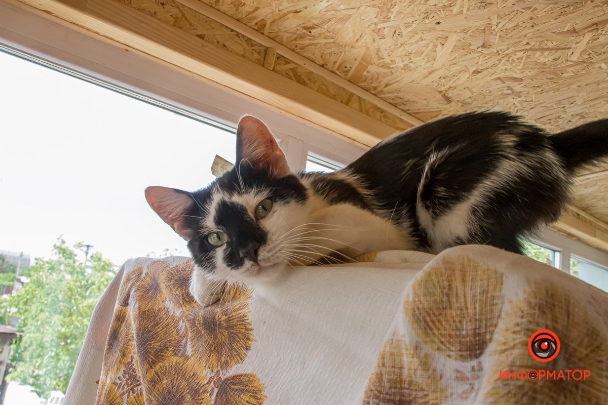 У любви четыре лапы: как живет приют для хвостатых под Днепром 42