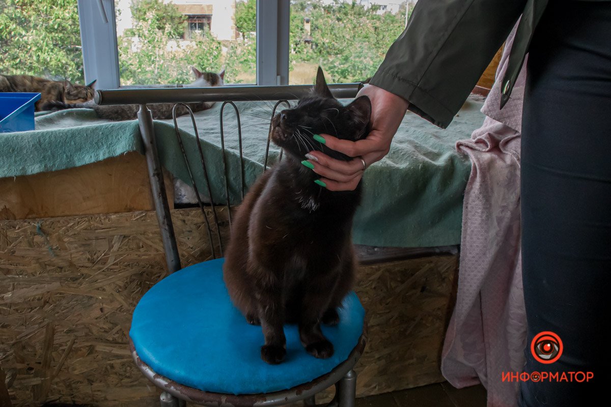 У любви четыре лапы: как живет приют для хвостатых под Днепром 43