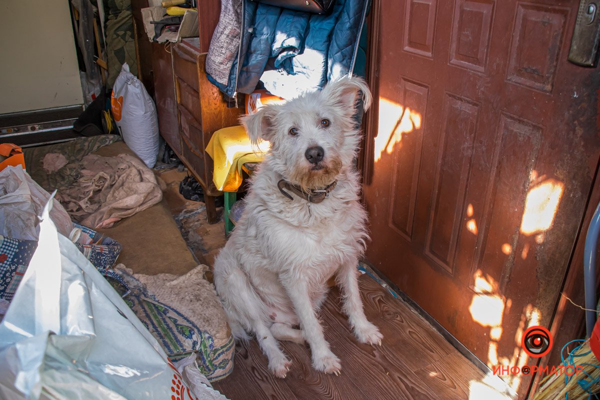 У любви четыре лапы: как живет приют для хвостатых под Днепром 44