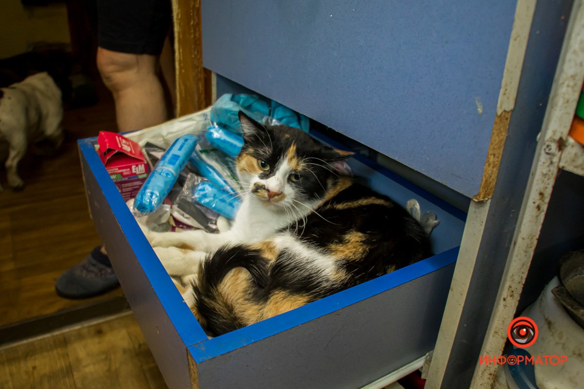 У любви четыре лапы: как живет приют для хвостатых под Днепром 47