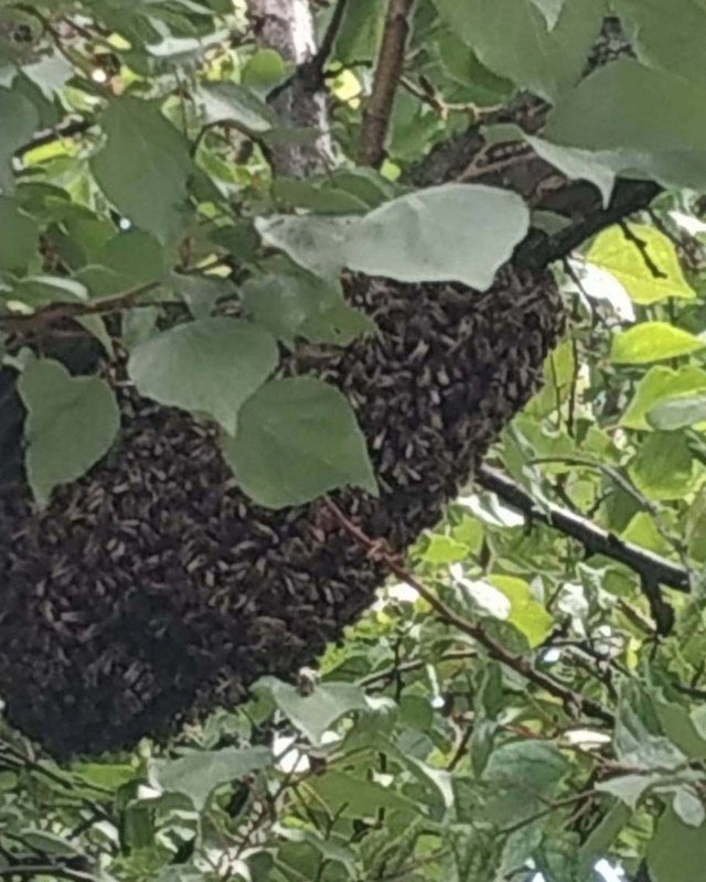 Пчелы поселились возле двухэтажного жилого дома