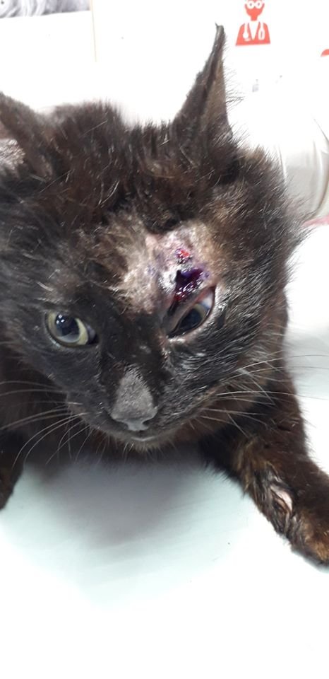 В Днепре избили кота: волонтеры пытаются спасти животное 1