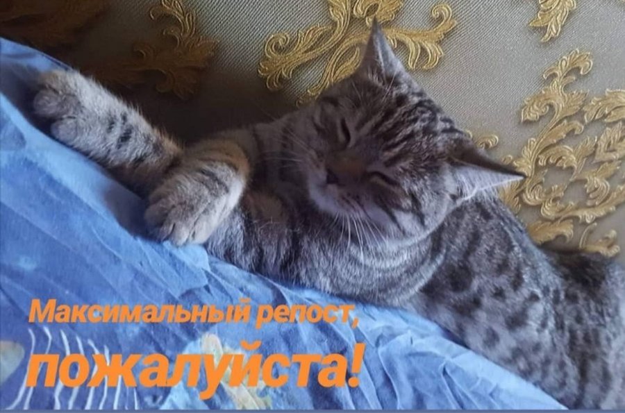 В Днепре пропало много животных: помогите найти 1