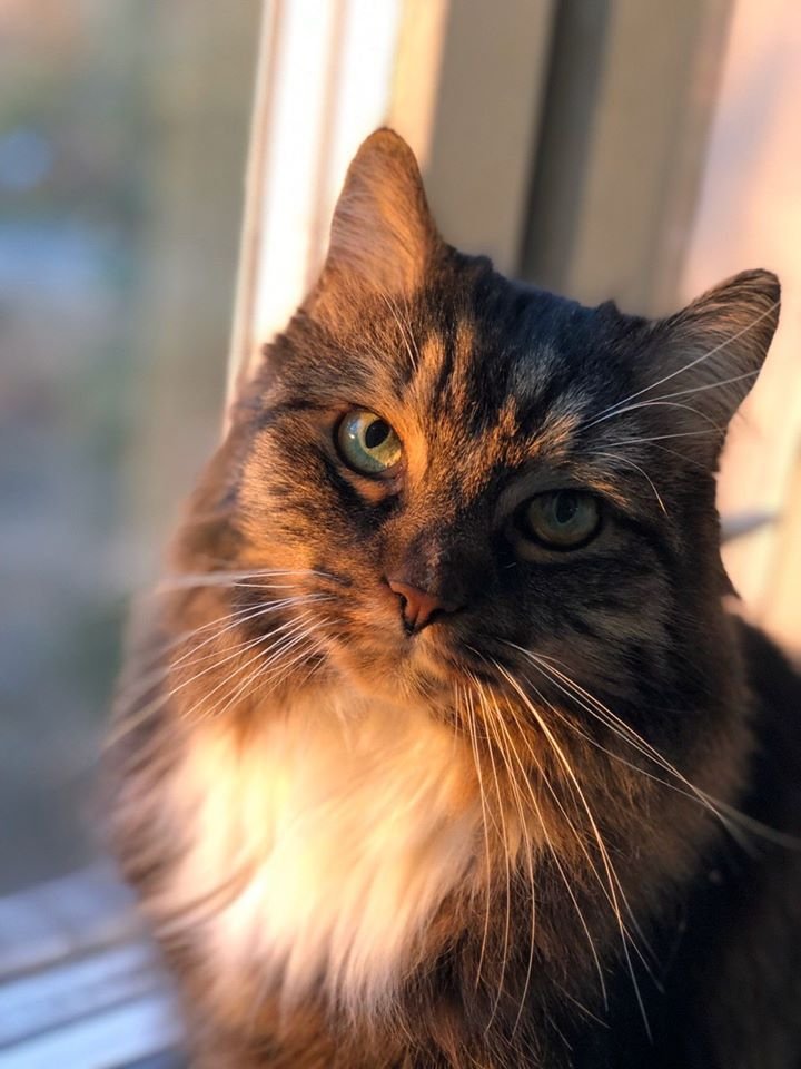 В Днепре пропало много животных: помогите найти 2