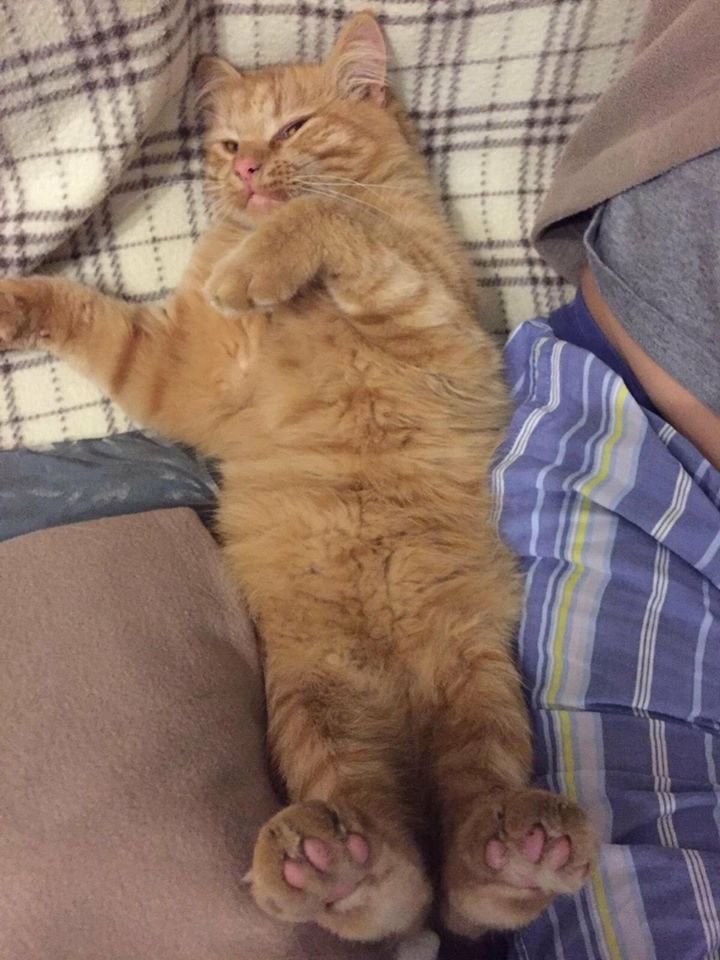 В Днепре пропало много животных: помогите найти 3