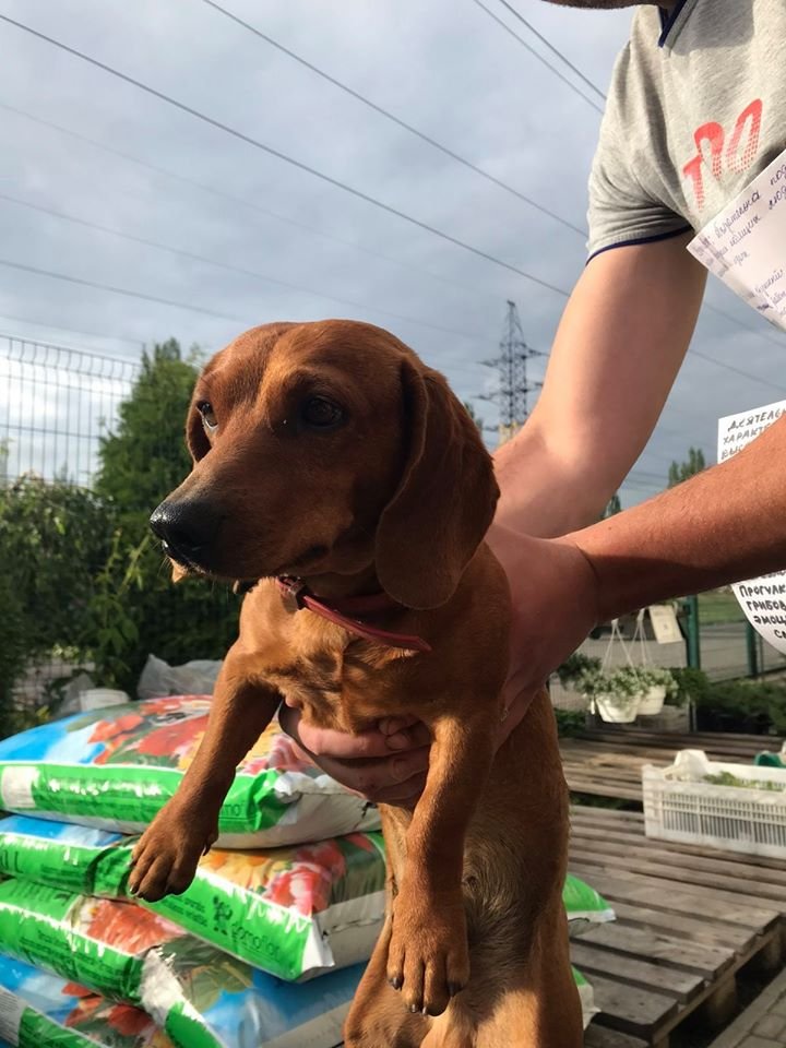 В Днепре пропало много животных: помогите найти 4