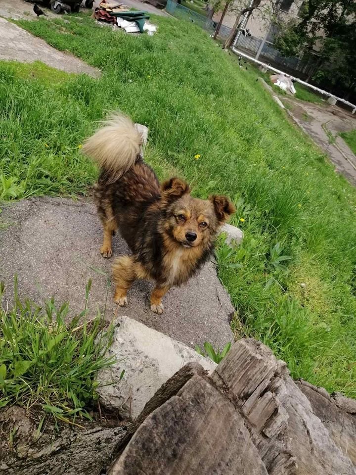 В Днепре пропало много животных: помогите найти 5