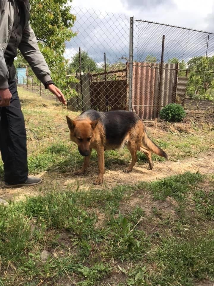 В Днепре пропало много животных: помогите найти 6