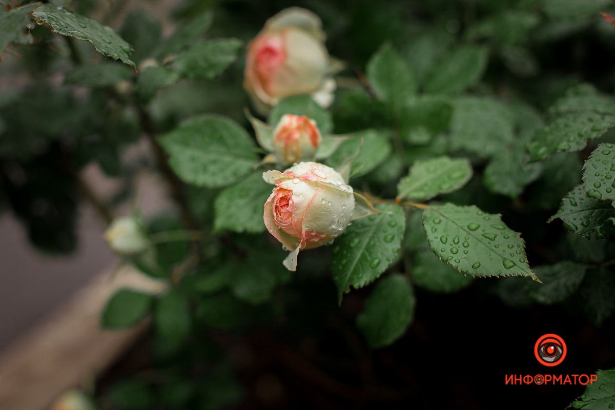 Любите Днепр