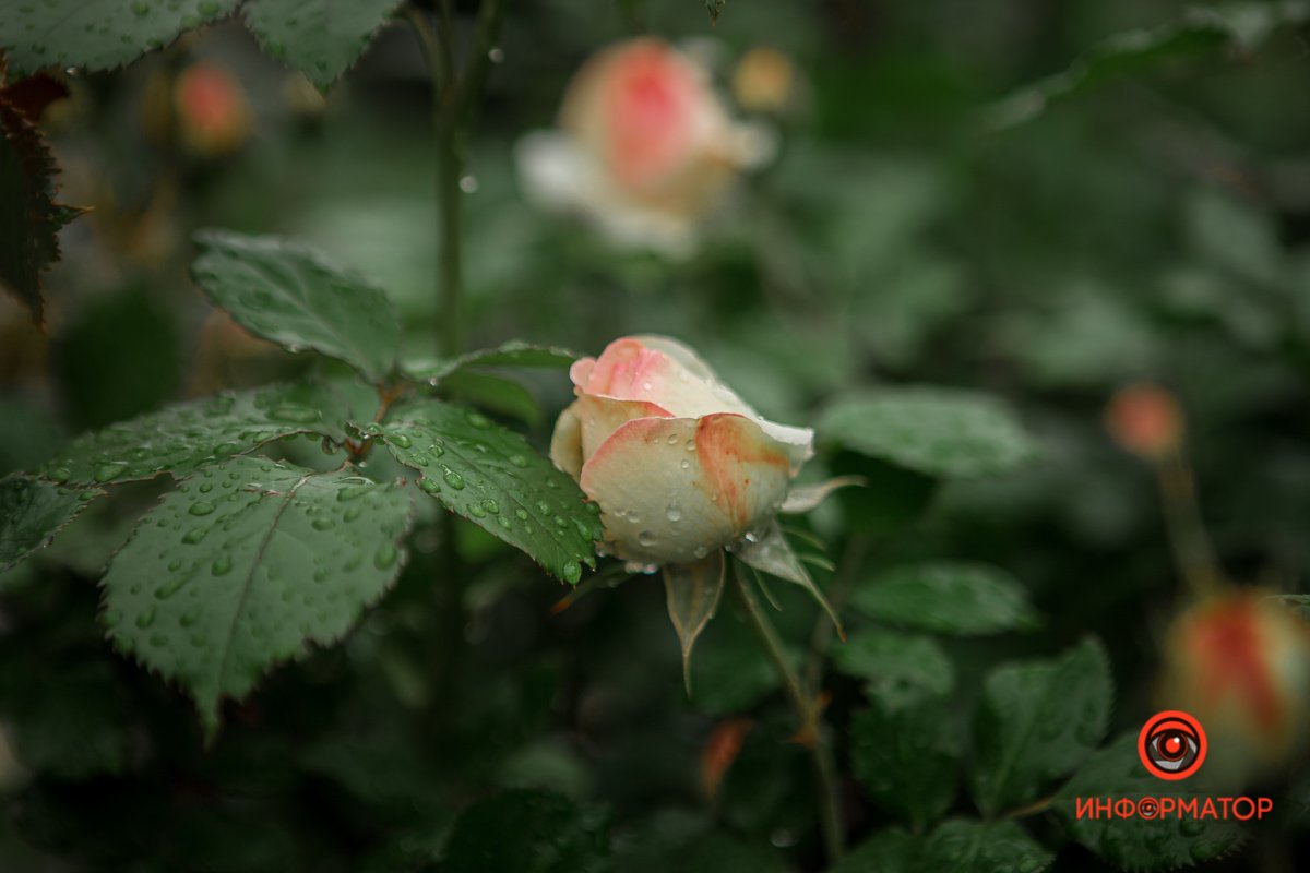 Город ждет лето