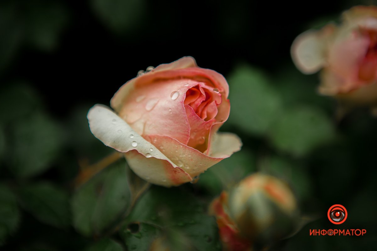 После дождя