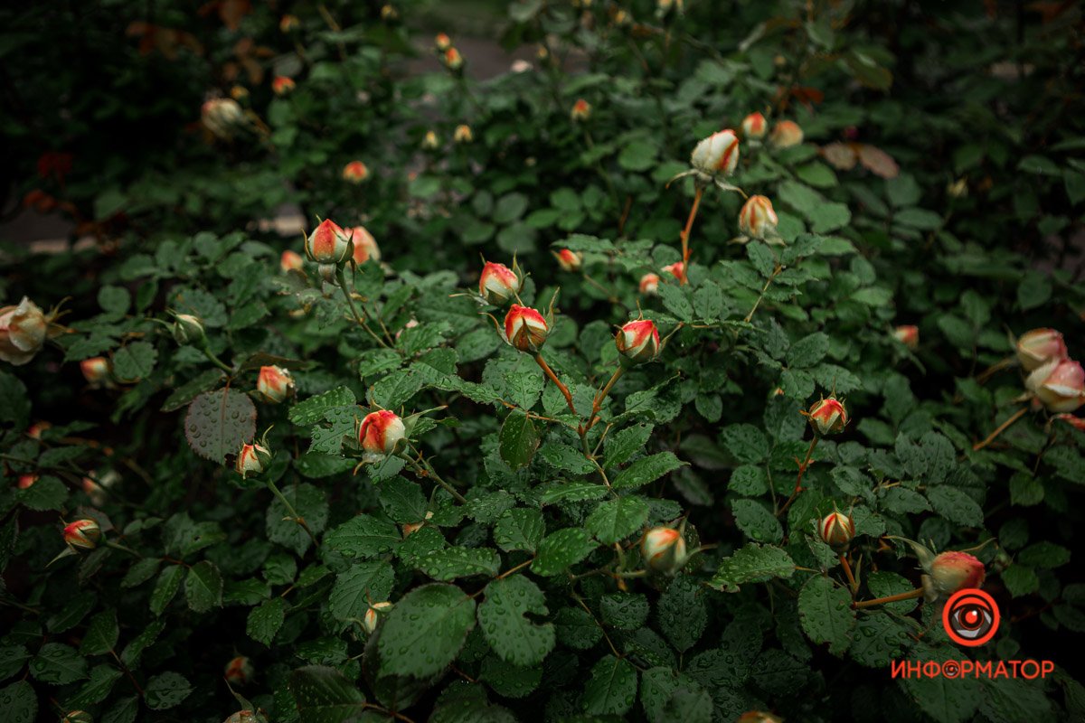 Готовы цвести